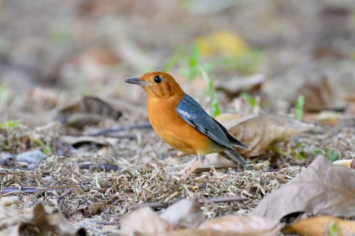 Orange-headed Thrush - ML646111552