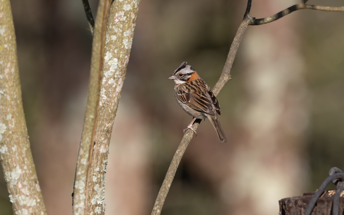 Rufous-collared Sparrow - ML646111555