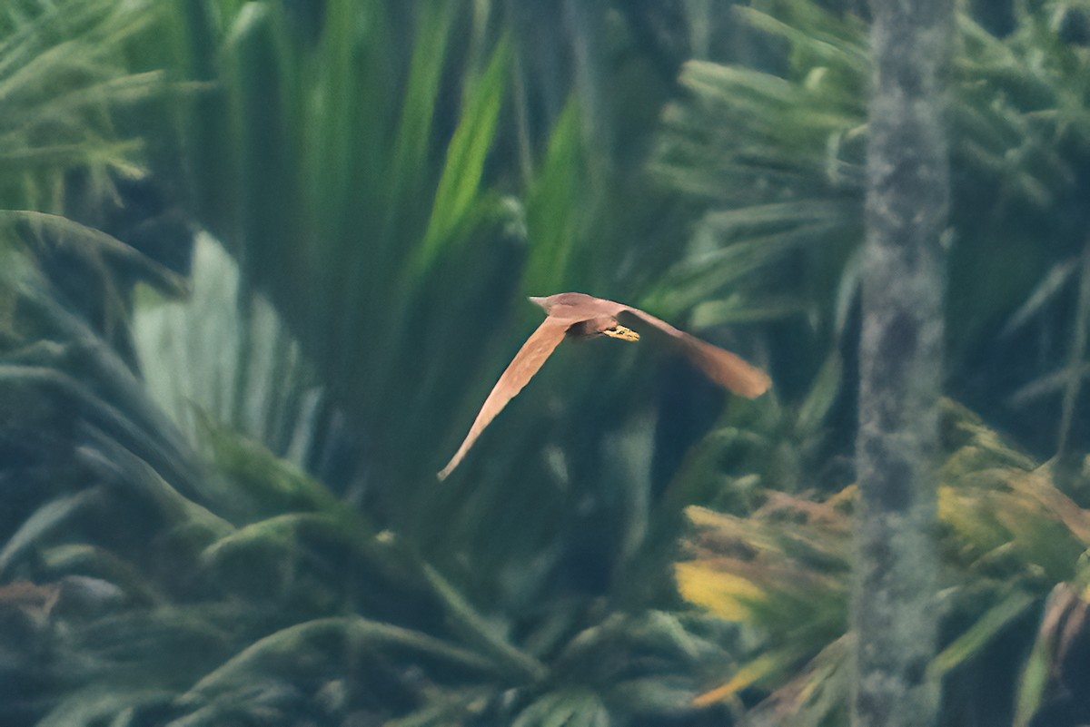 Cinnamon Bittern - ML646111557