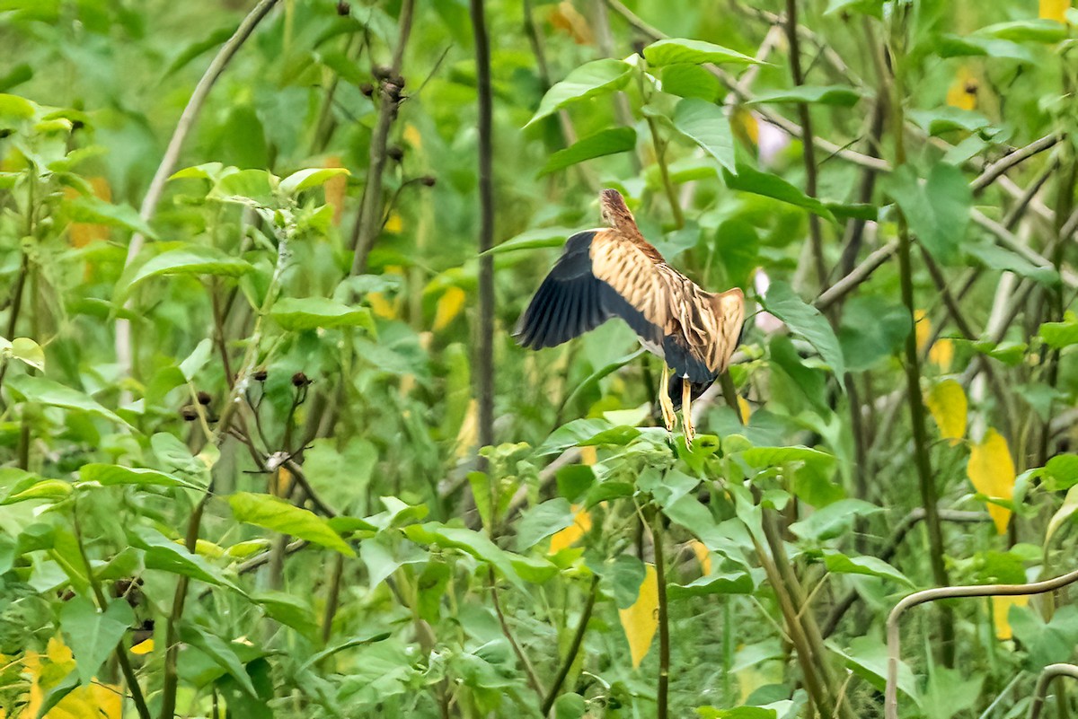 Cinnamon Bittern - ML646111558