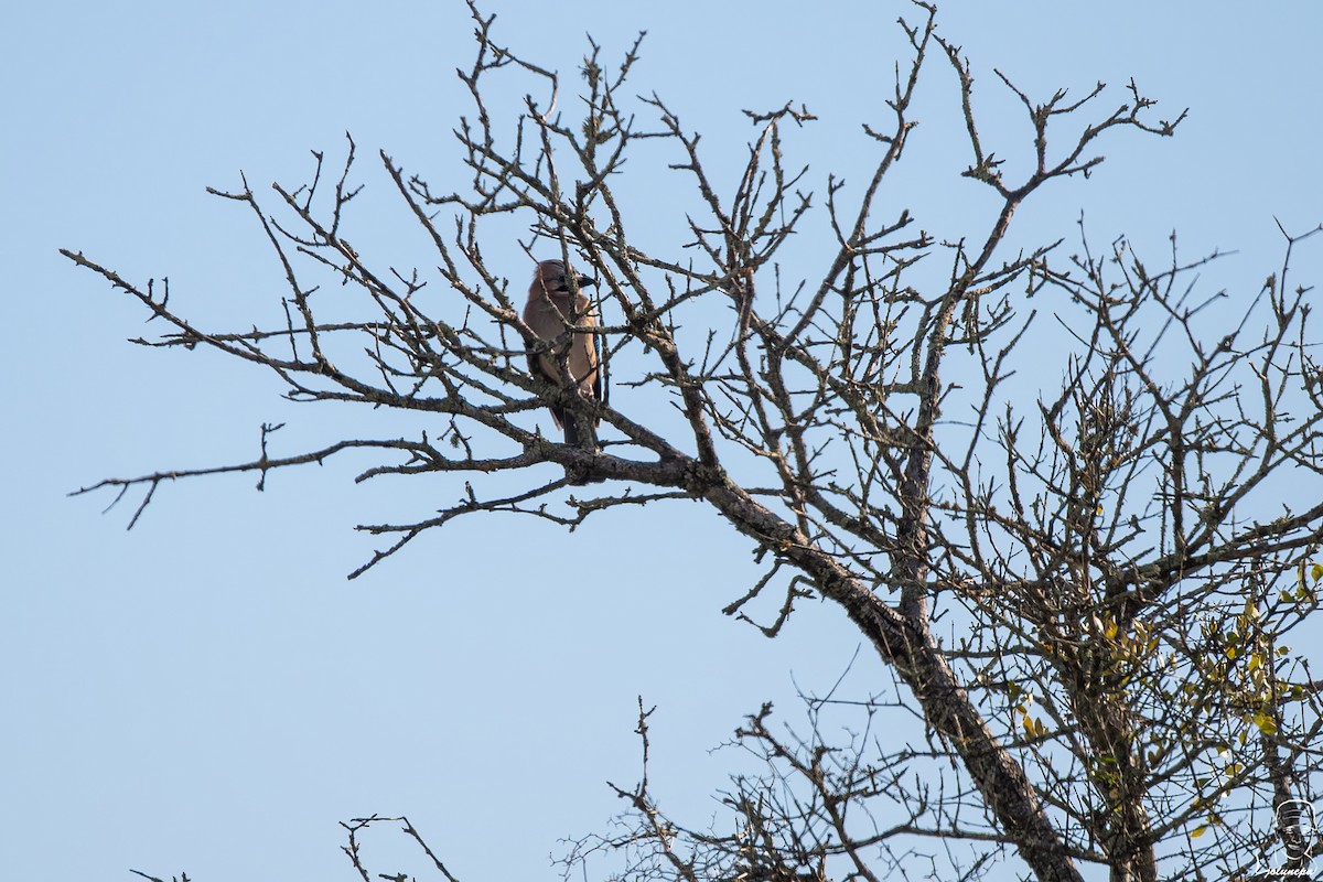 Eurasian Jay - ML646111559