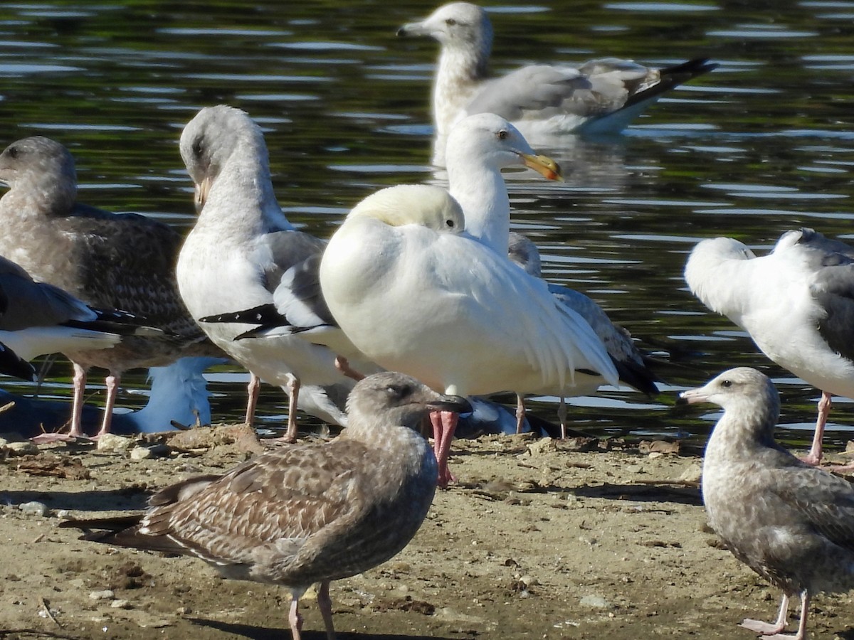 Snow Goose - ML646111564