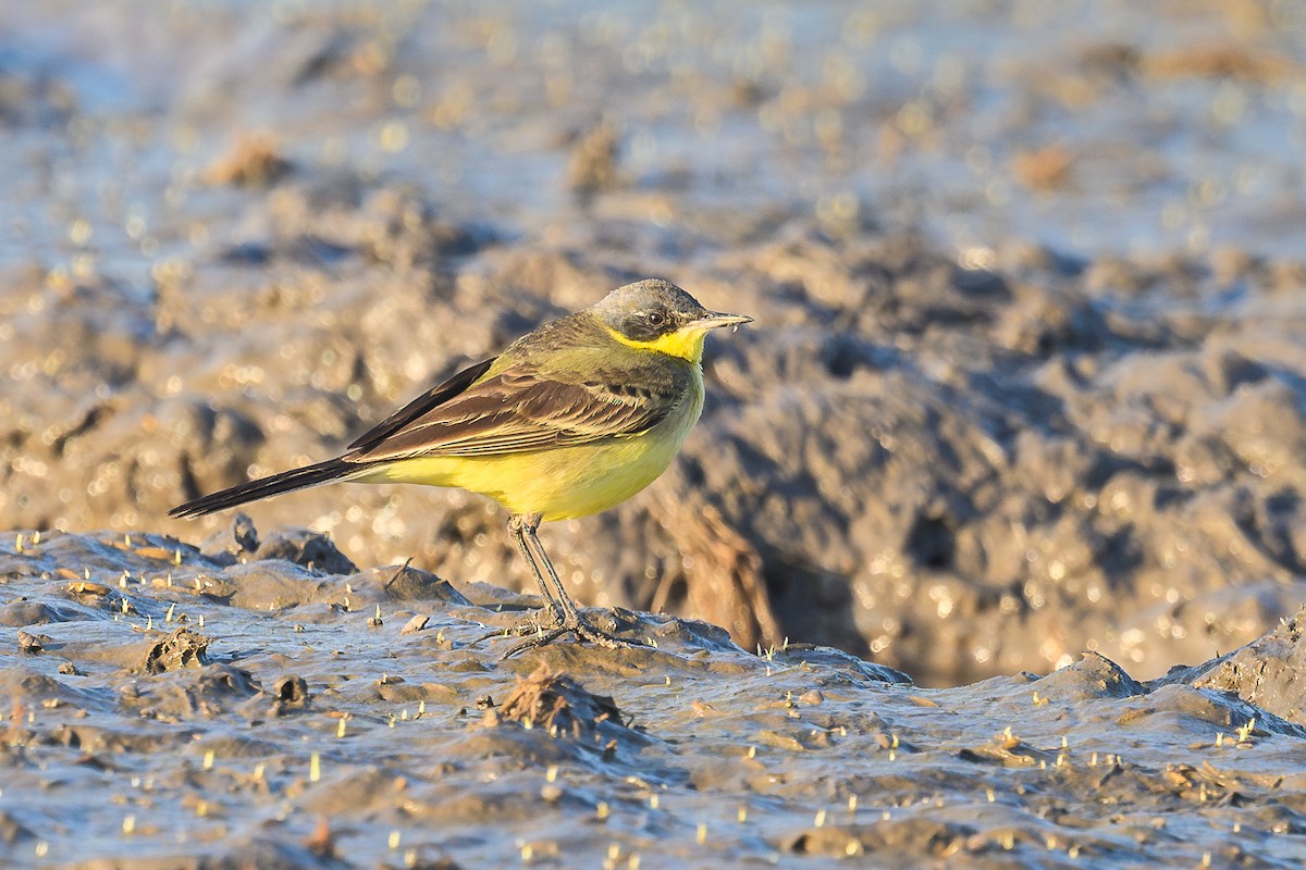 Eastern Yellow Wagtail - ML646111565