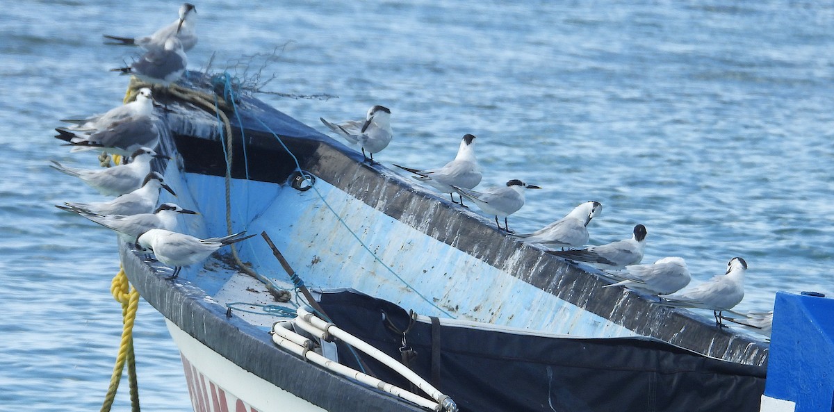 Sandwich Tern - ML646111567
