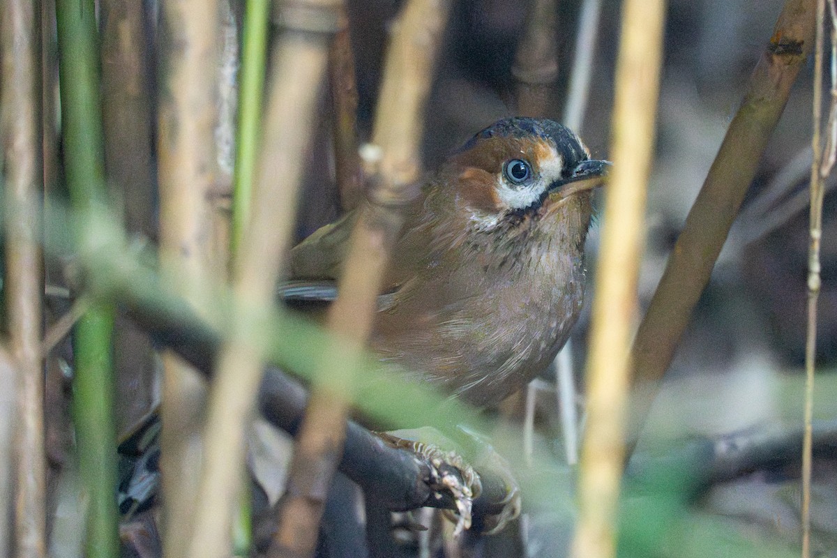 Moustached Laughingthrush - ML646111569