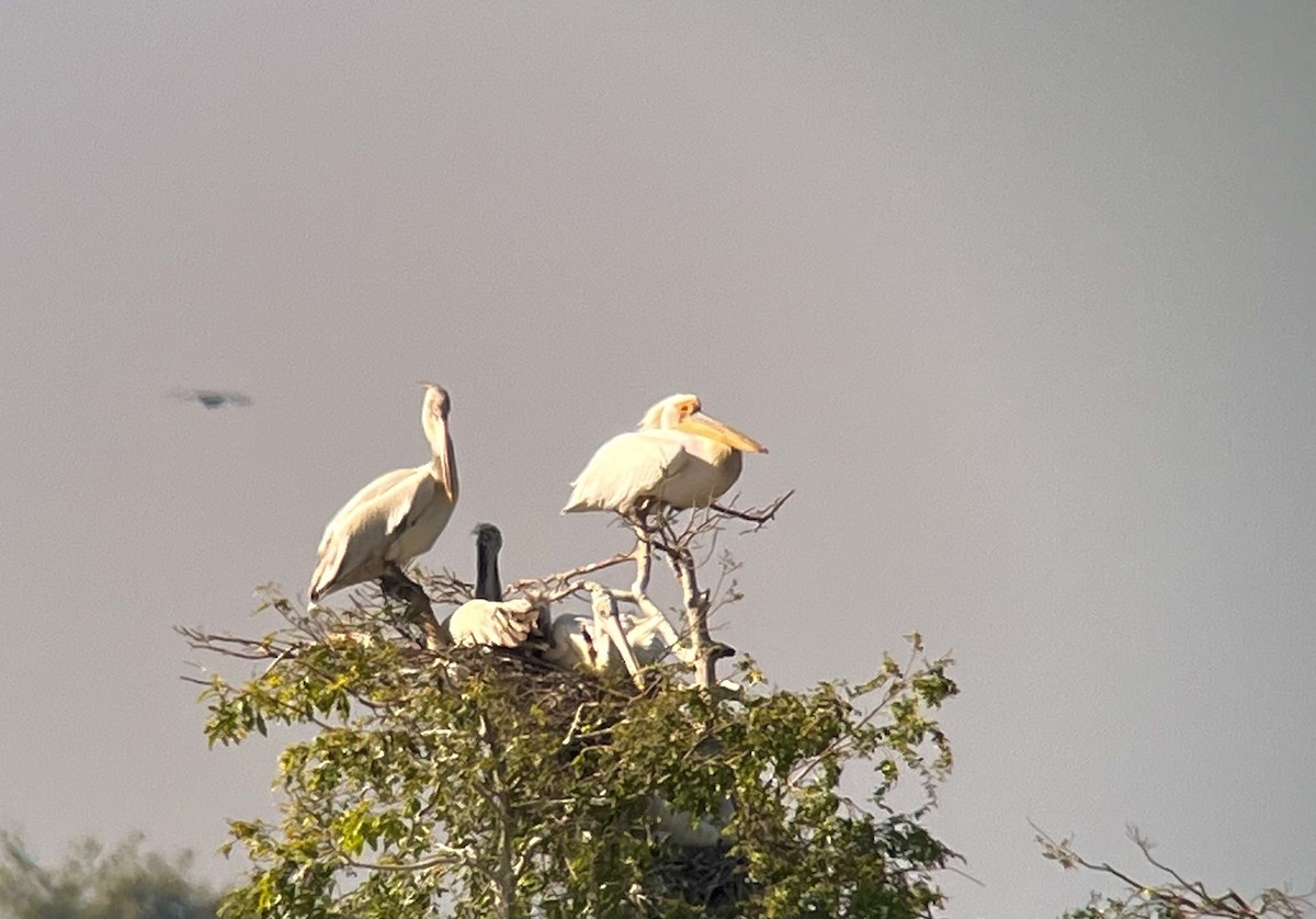 Great White Pelican - ML646111570