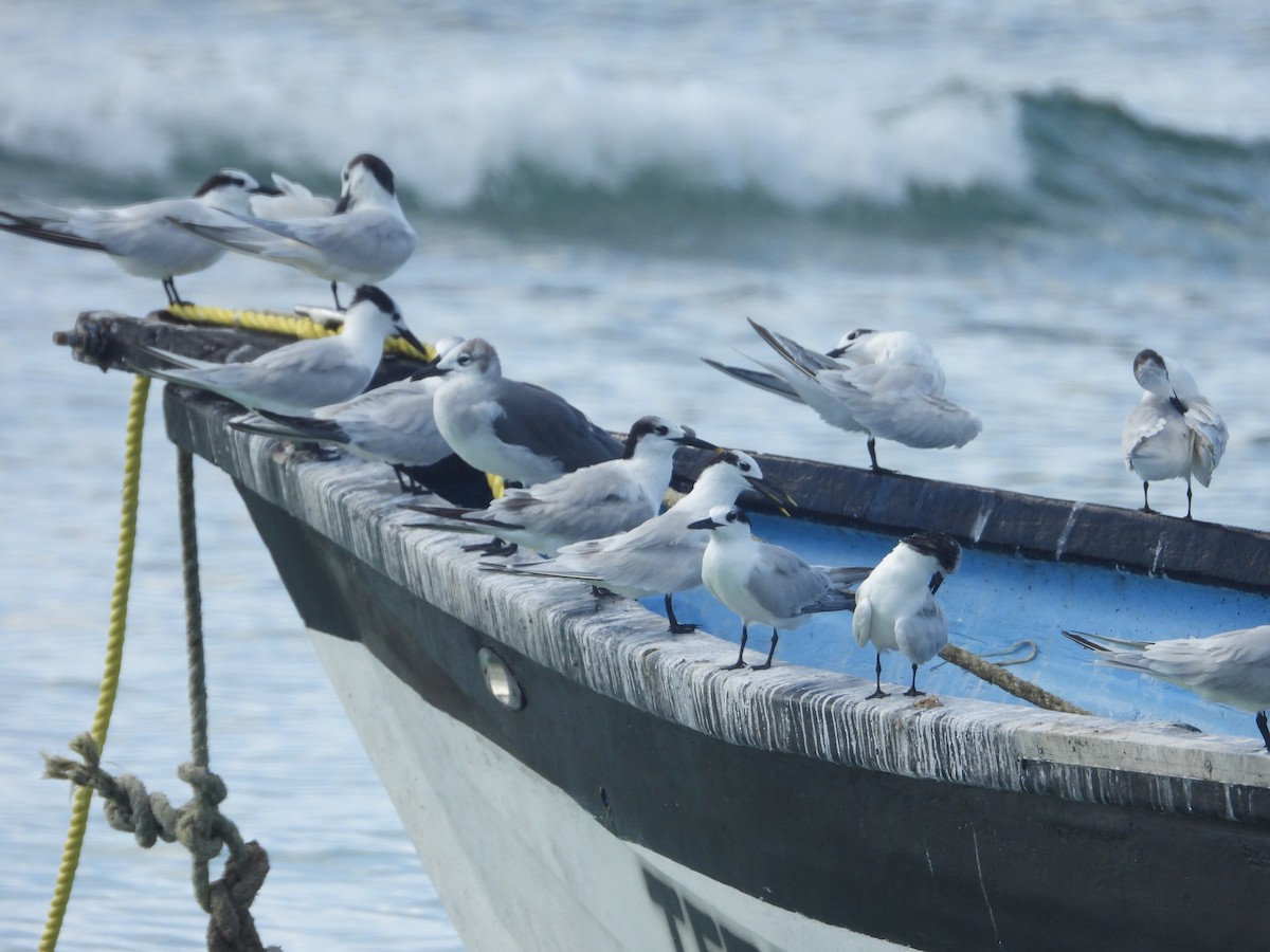 Sandwich Tern - ML646111571