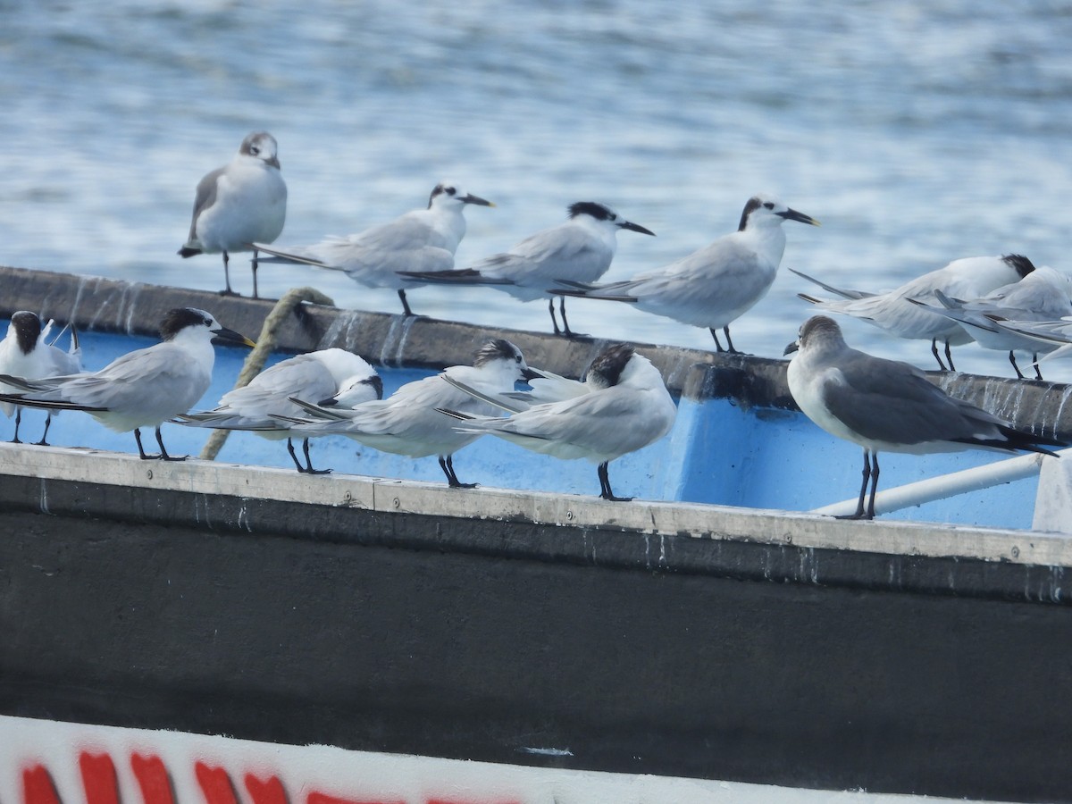 Sandwich Tern - ML646111577