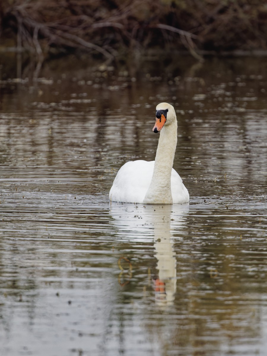 Mute Swan - ML646111580