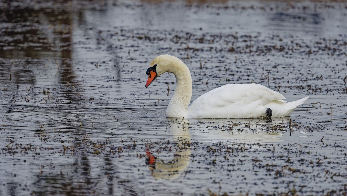 Mute Swan - ML646111581