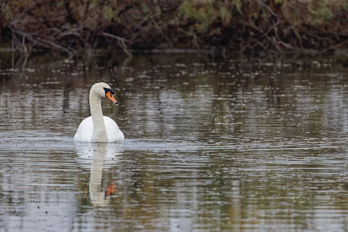Mute Swan - ML646111582