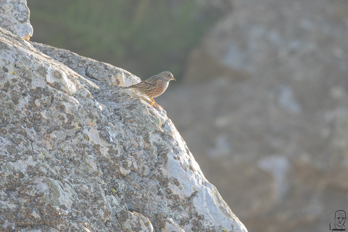 Alpine Accentor - ML646111583
