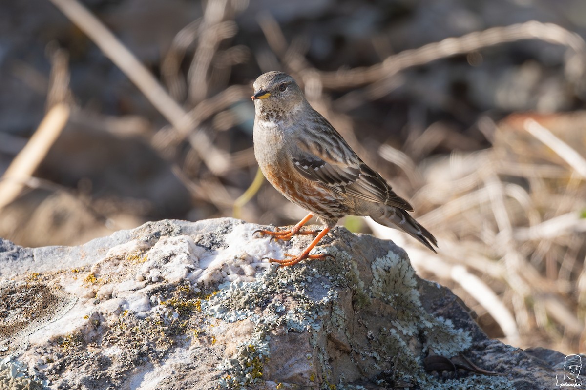 Alpine Accentor - ML646111584