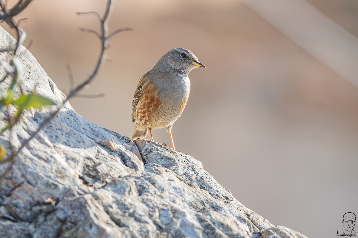 Alpine Accentor - ML646111585