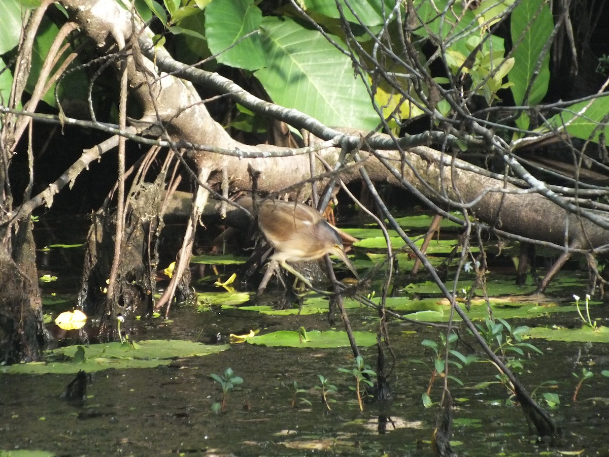 Yellow Bittern - ML646111586