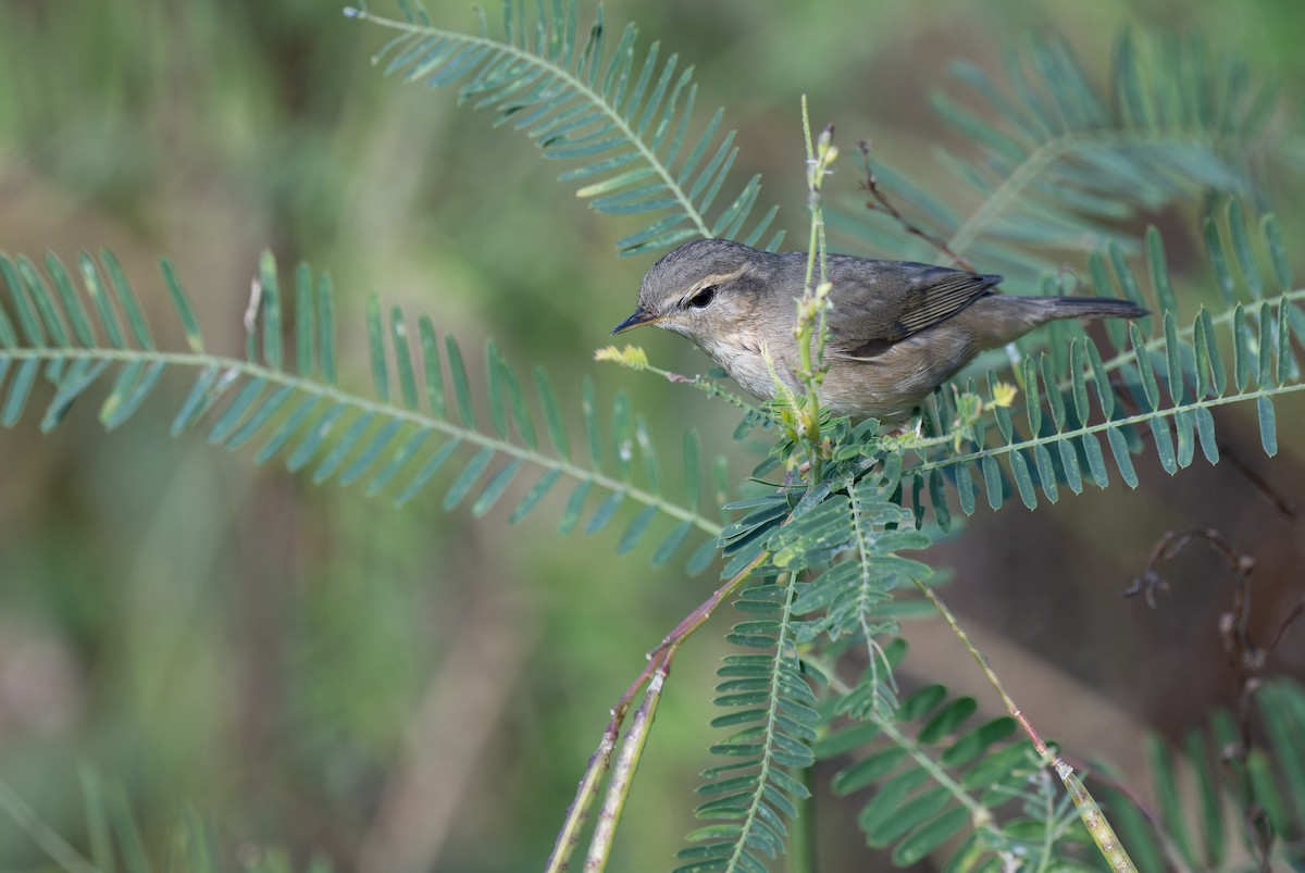 Dusky Warbler - ML646111588