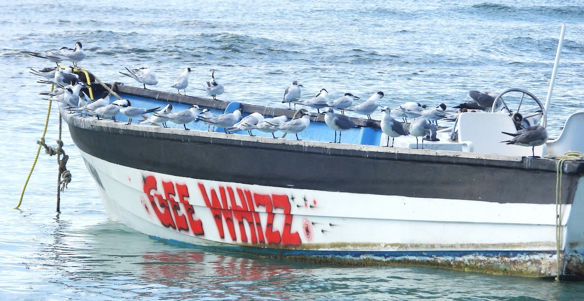 Sandwich Tern - ML646111590