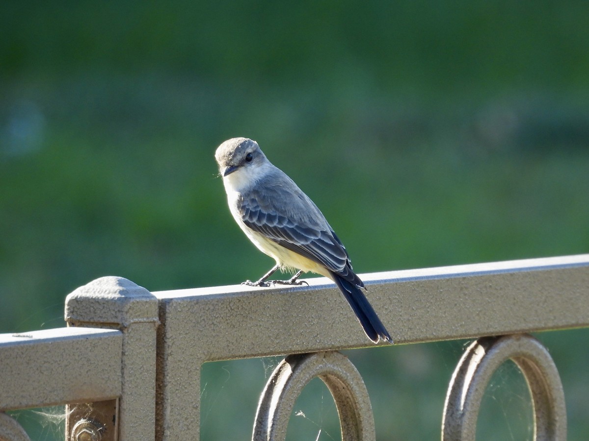 Vermilion Flycatcher - ML646111593
