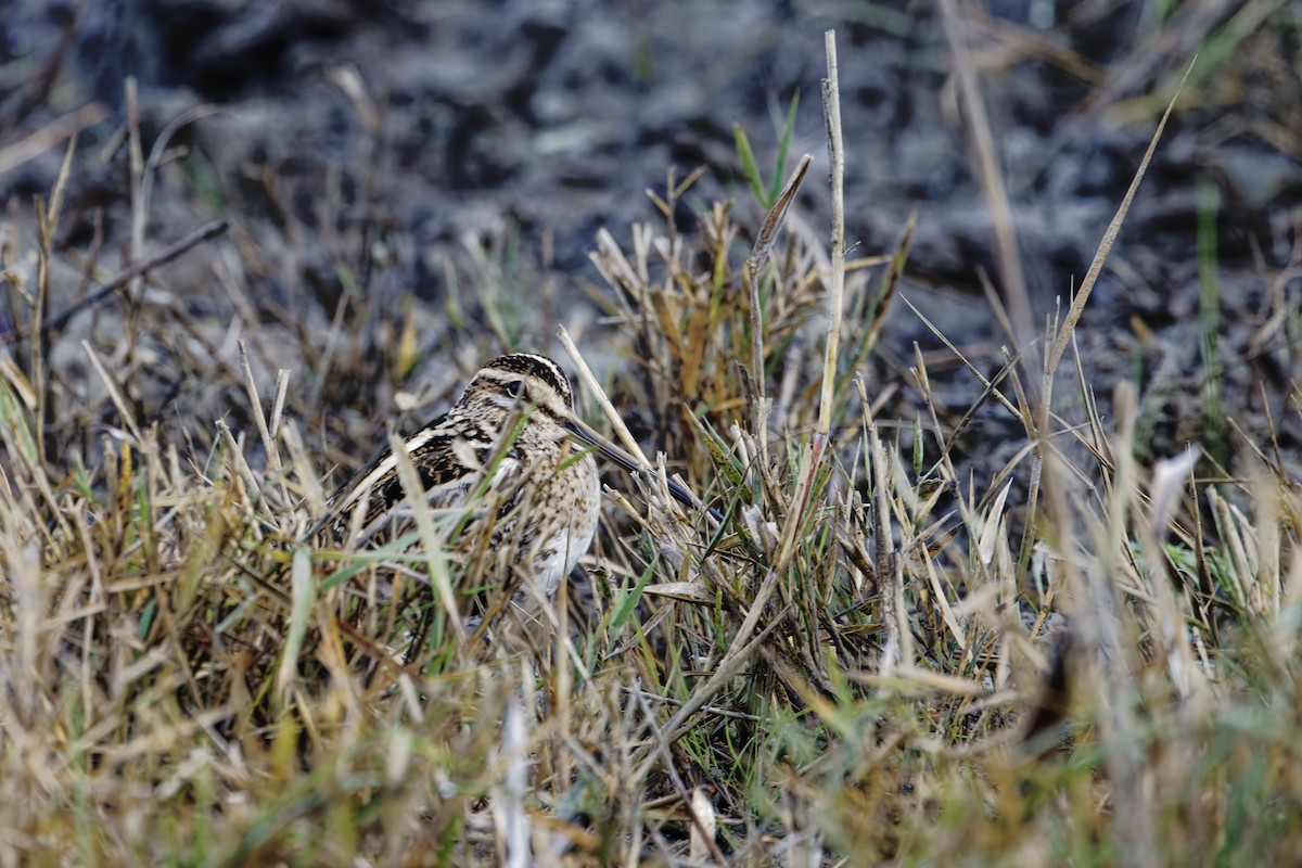 田鷸 - ML646111609