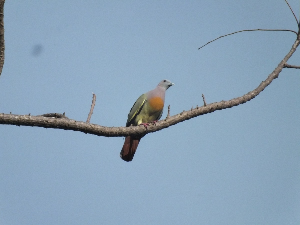 Pink-necked Green-Pigeon - ML646111610