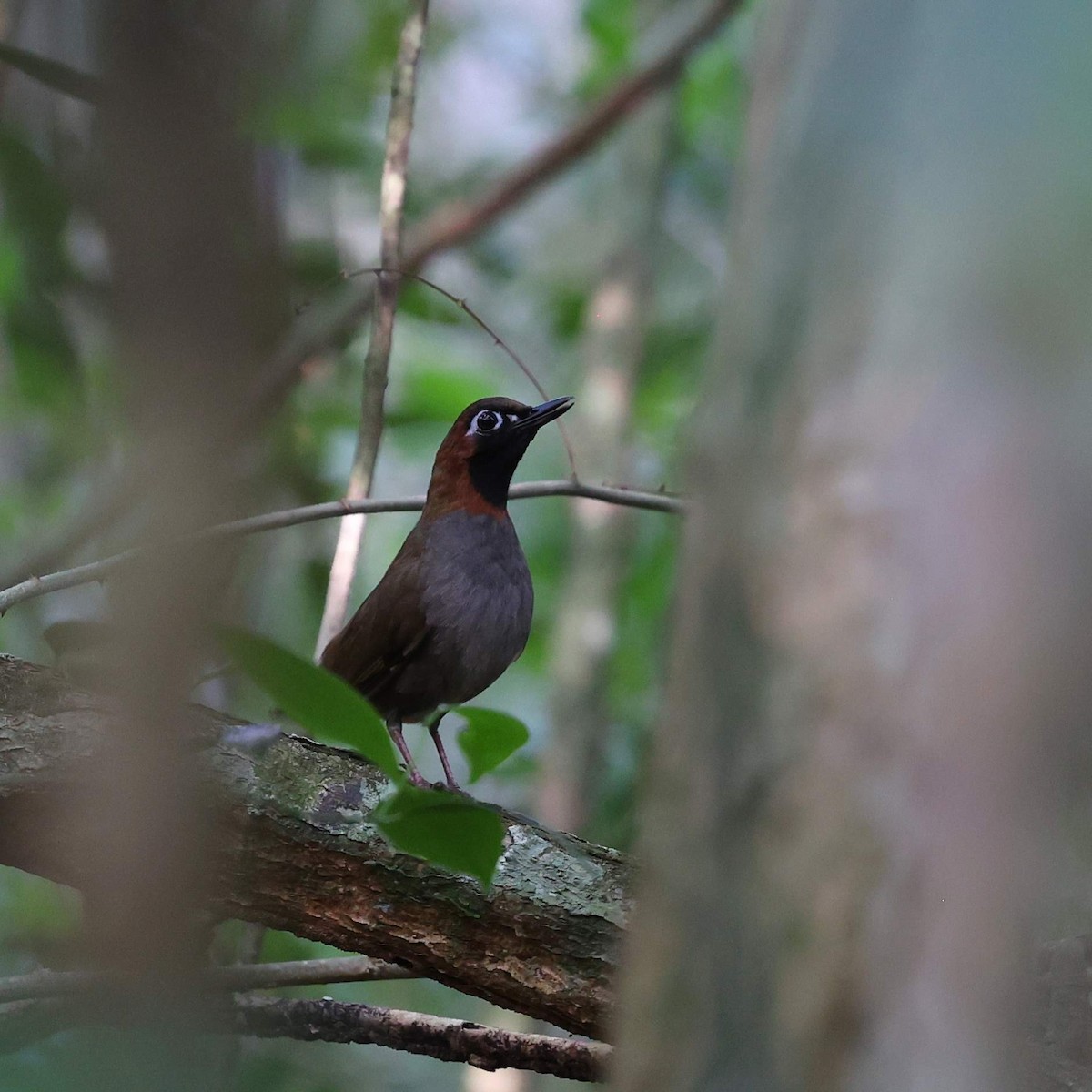 Mayan Antthrush - ML646111611