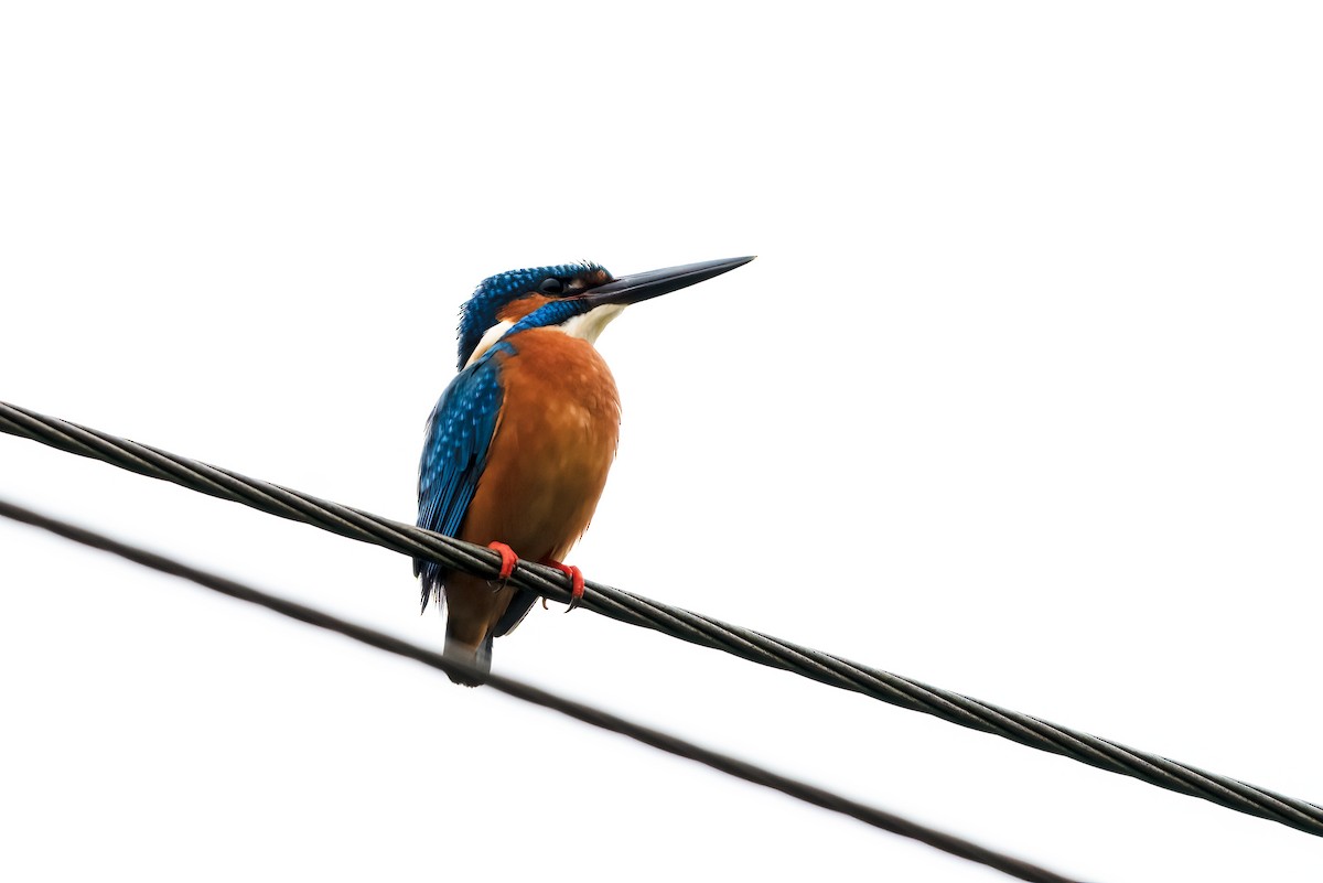 翠鳥 - ML646111612