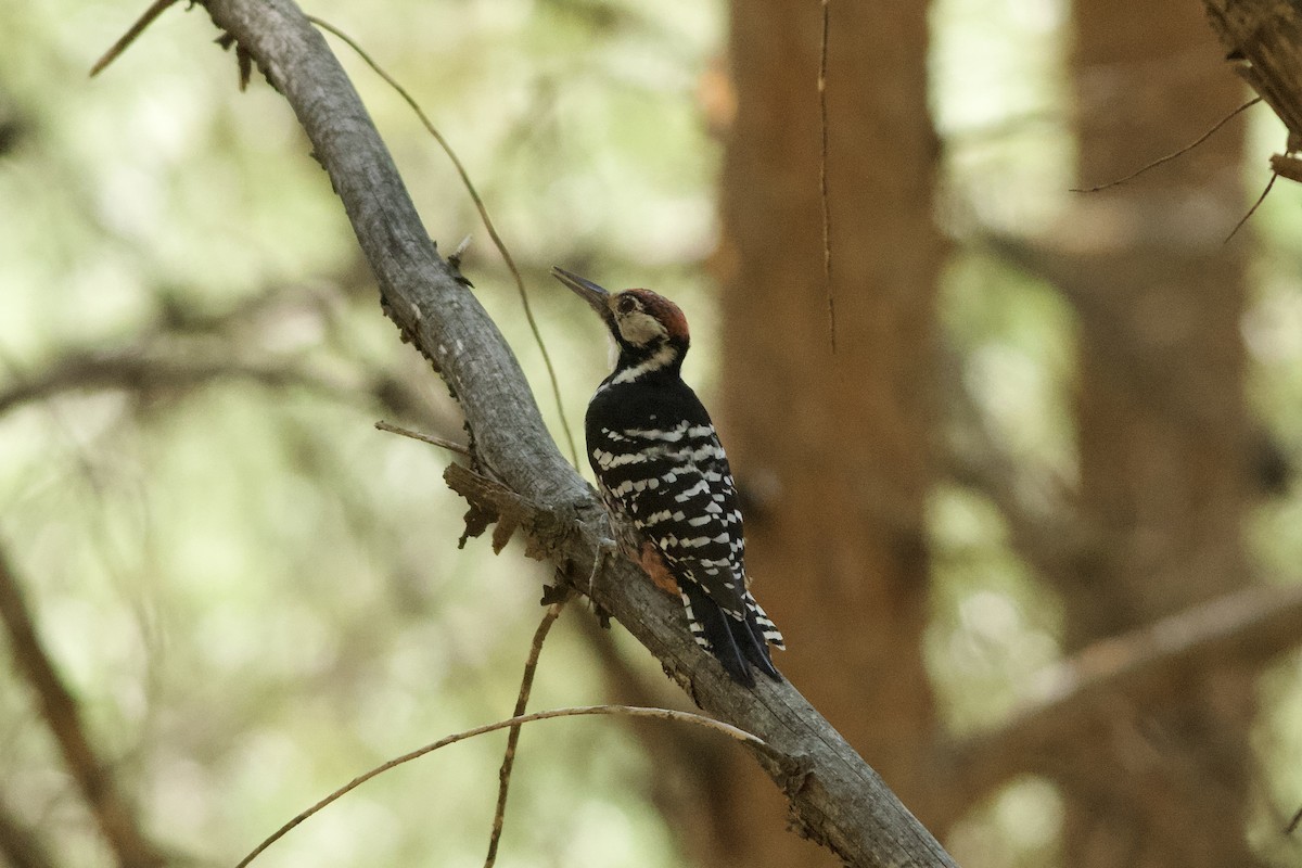 大赤啄木(lilfordi) - ML646111613