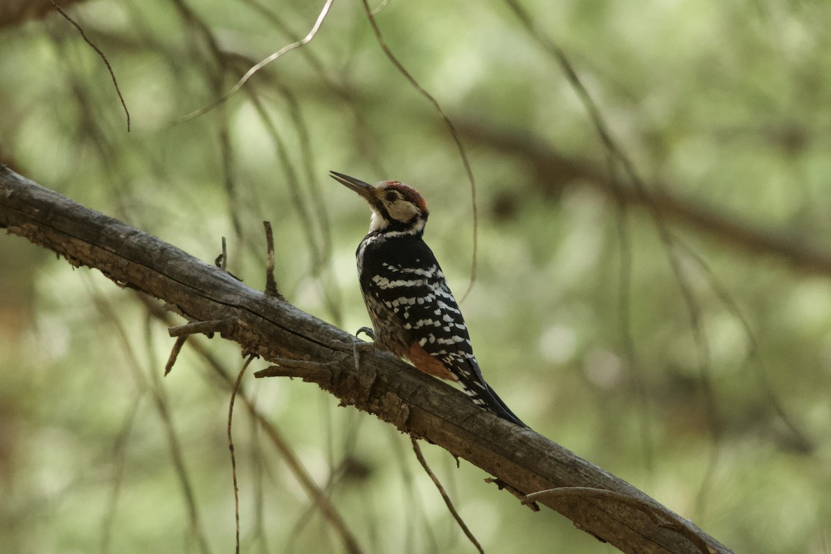 大赤啄木(lilfordi) - ML646111615