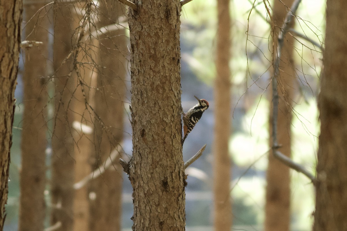 大赤啄木(lilfordi) - ML646111616