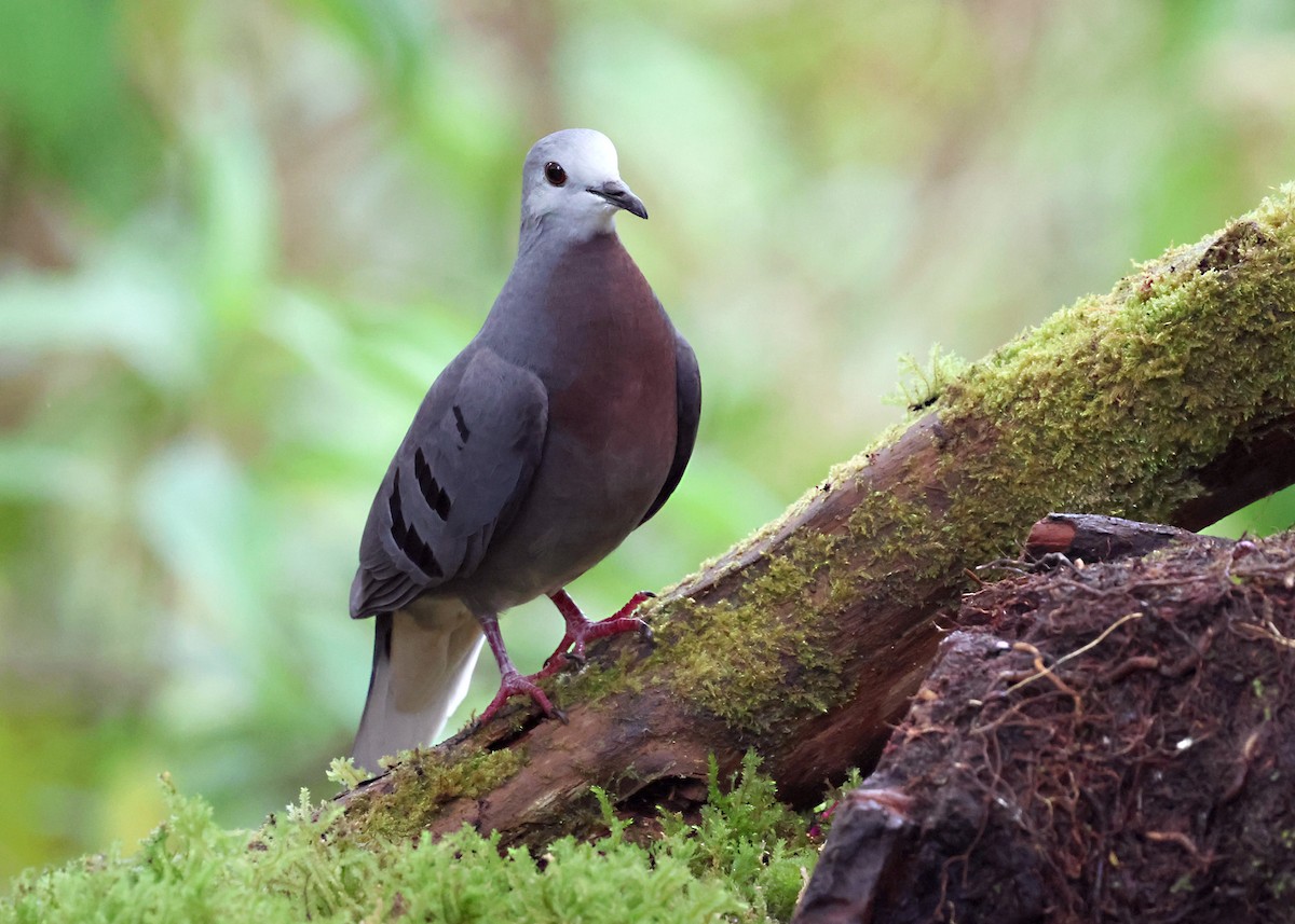 Maroon-chested Ground Dove - ML646111617