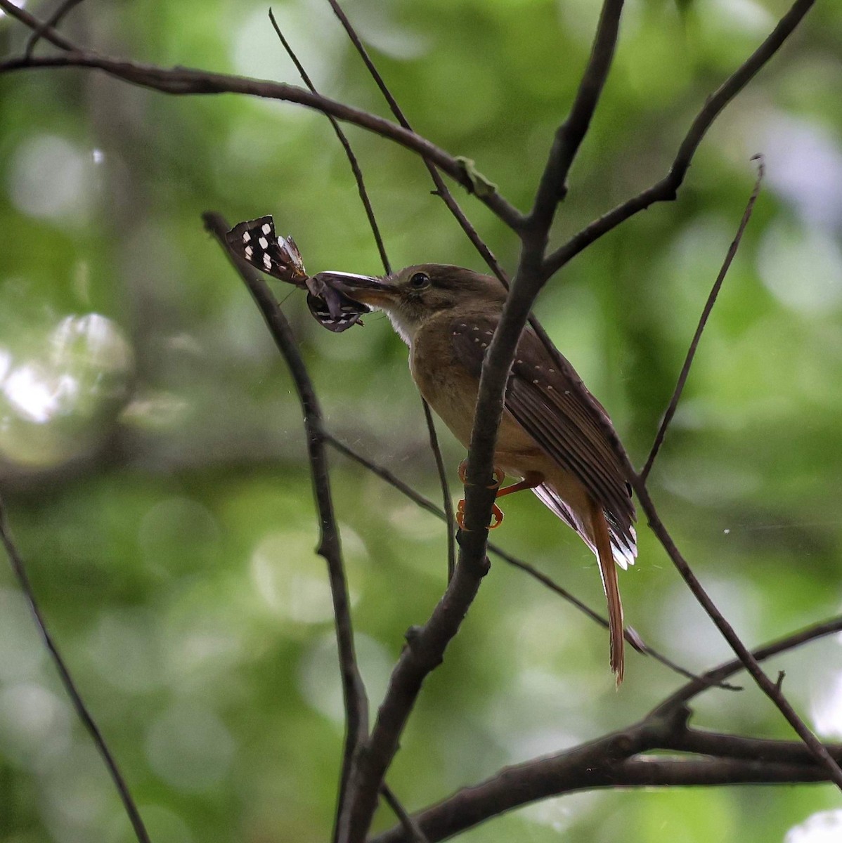 Tropical Royal Flycatcher - ML646111618