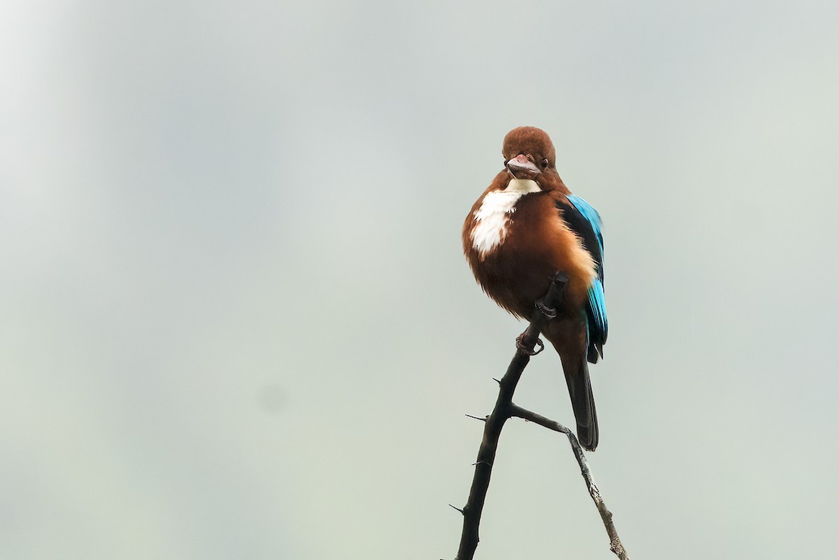 蒼翡翠 - ML646111619