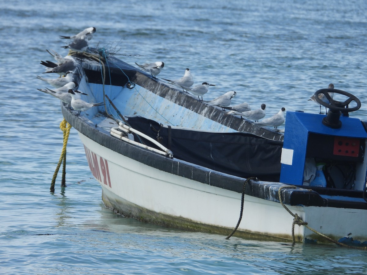 Sandwich Tern - ML646111620