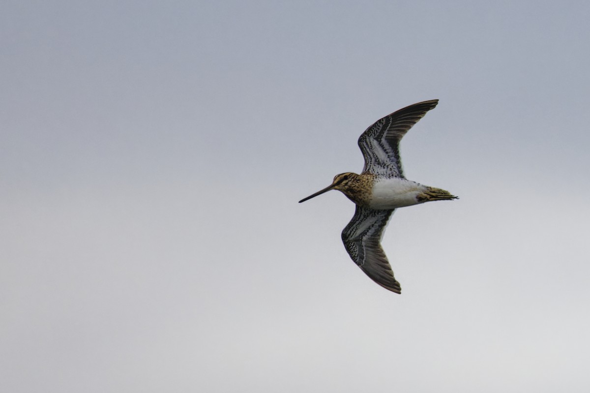 田鷸 - ML646111621