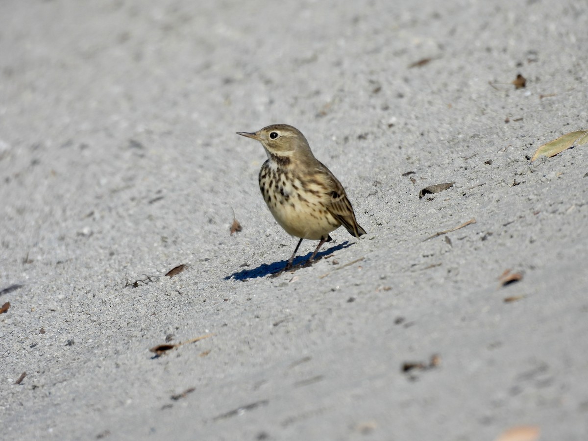 American Pipit - ML646111622