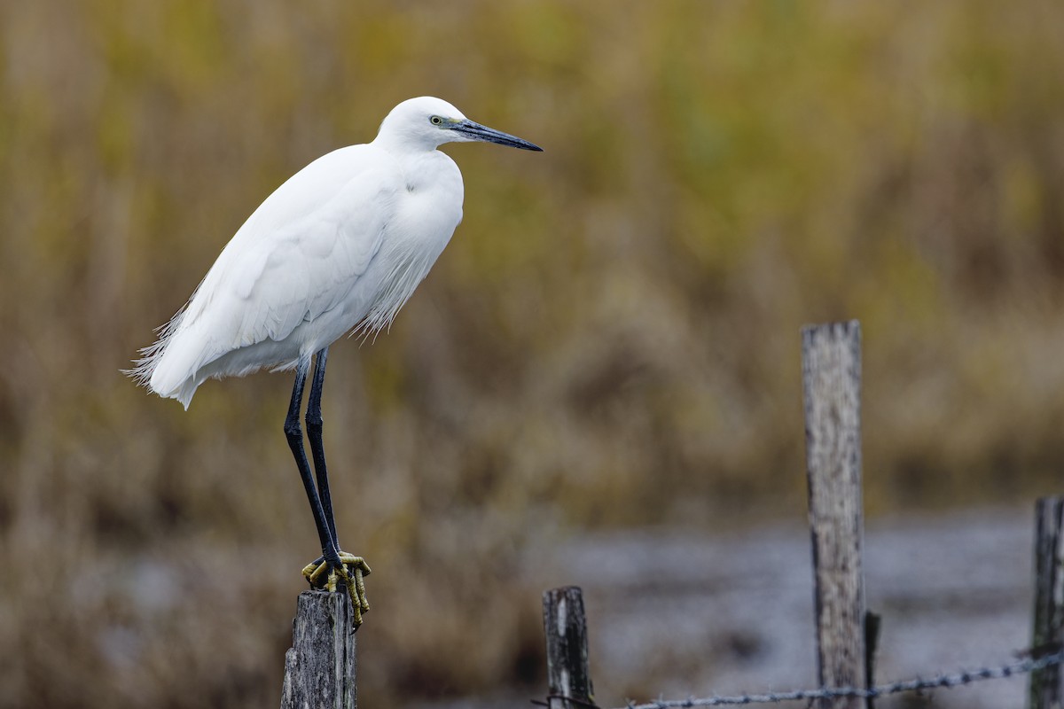 小白鷺 - ML646111626