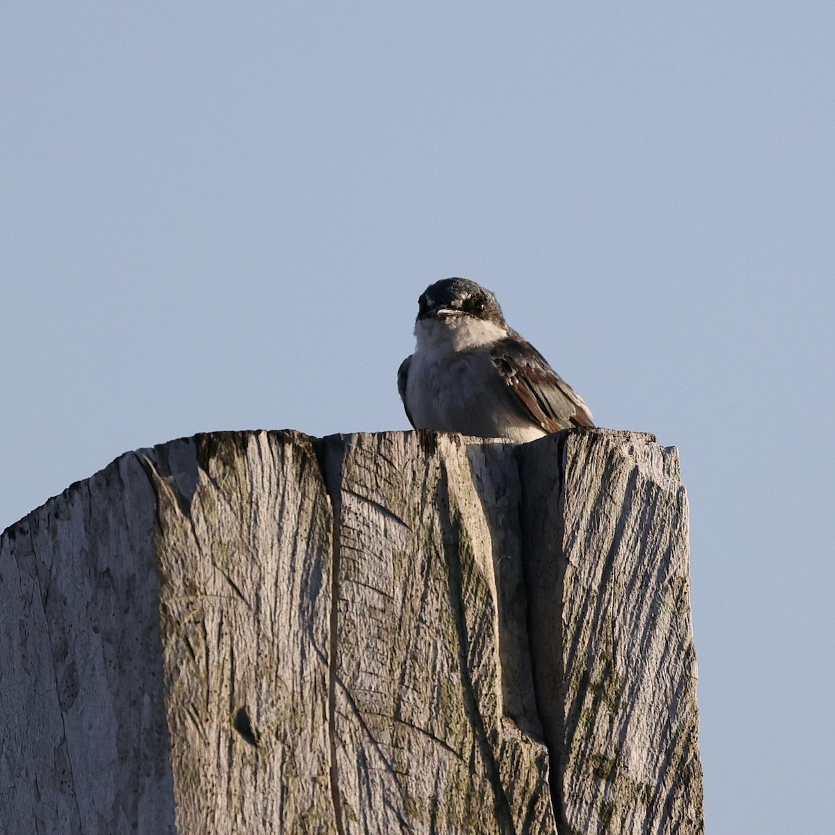 Mangrove Swallow - ML646111627