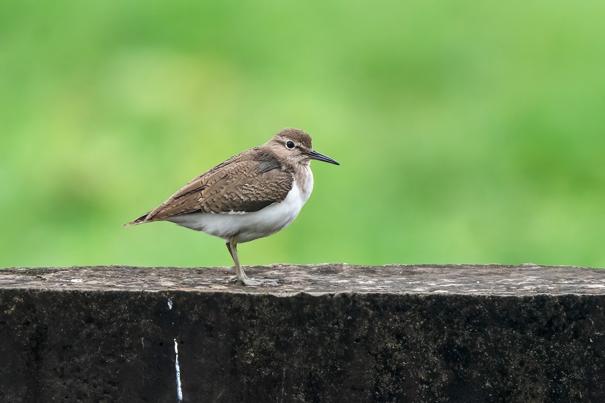 磯鷸 - ML646111628