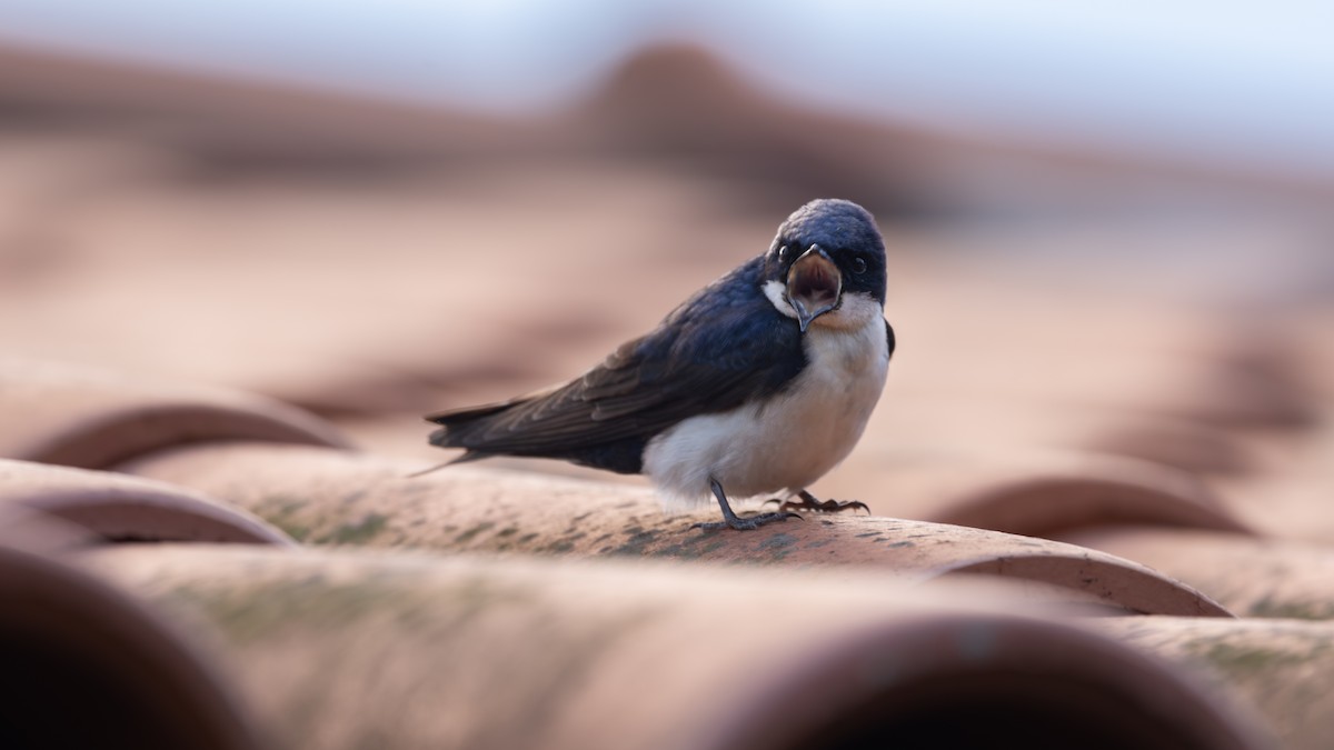 Blue-and-white Swallow - ML646111629