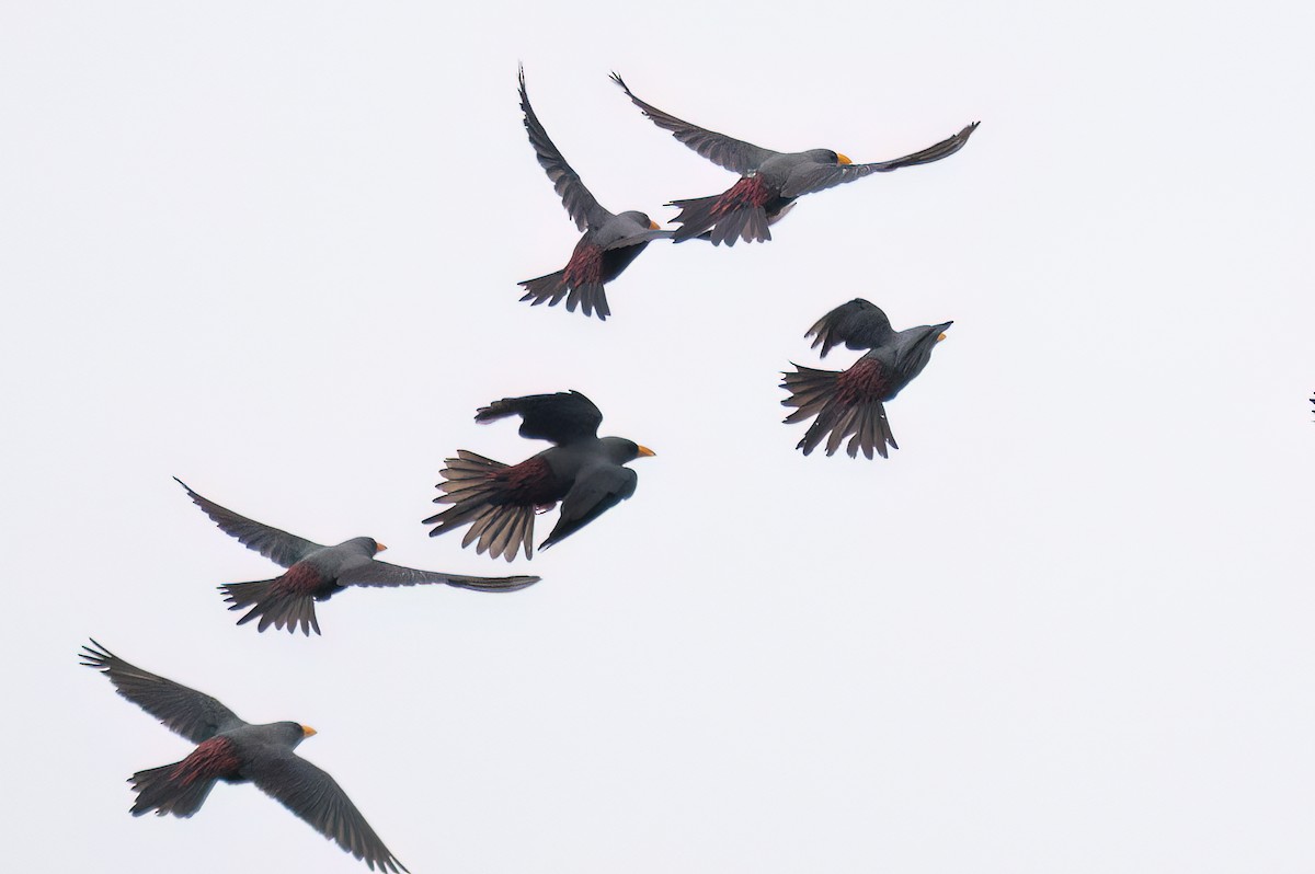 Finch-billed Myna - ML646111630