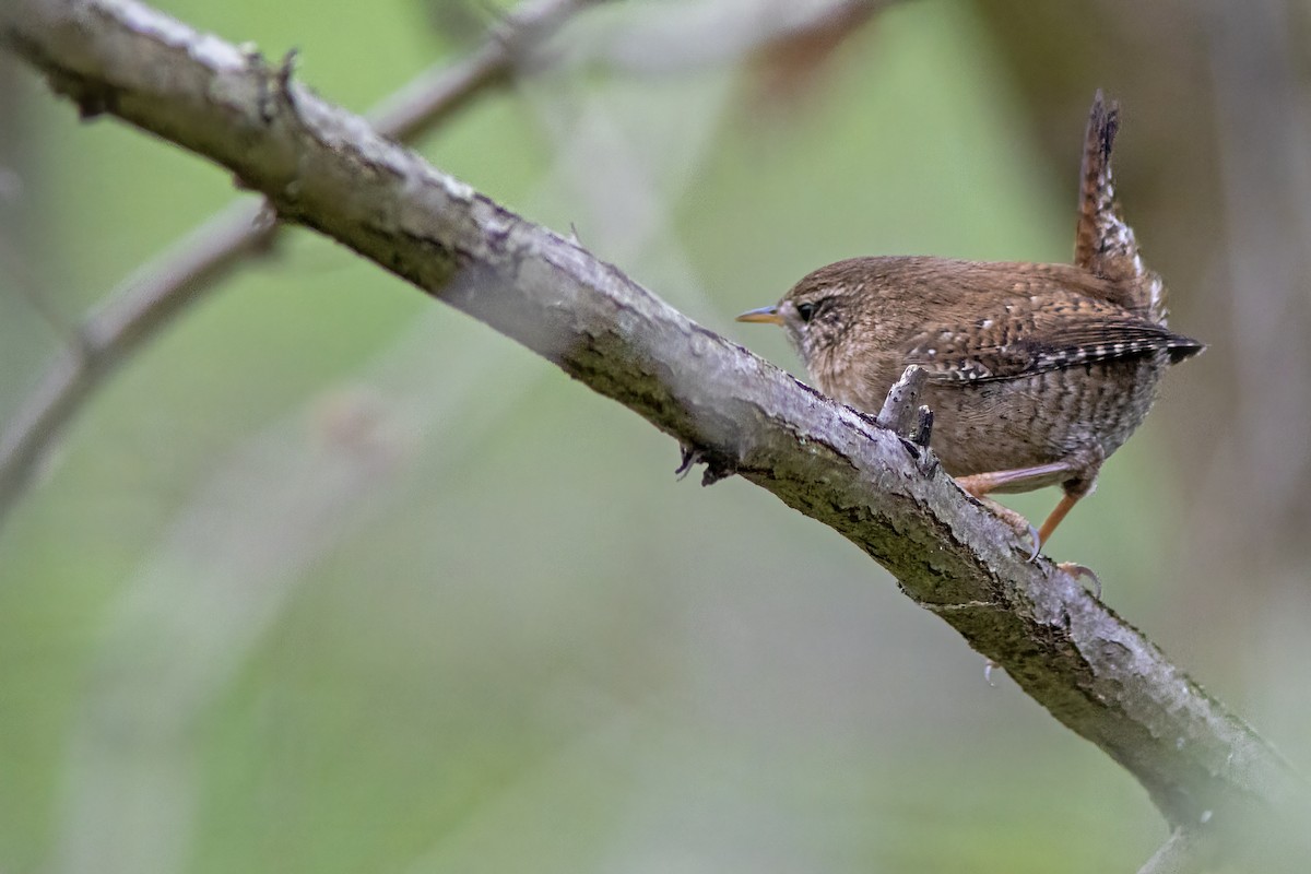 鷦鷯 - ML646111631