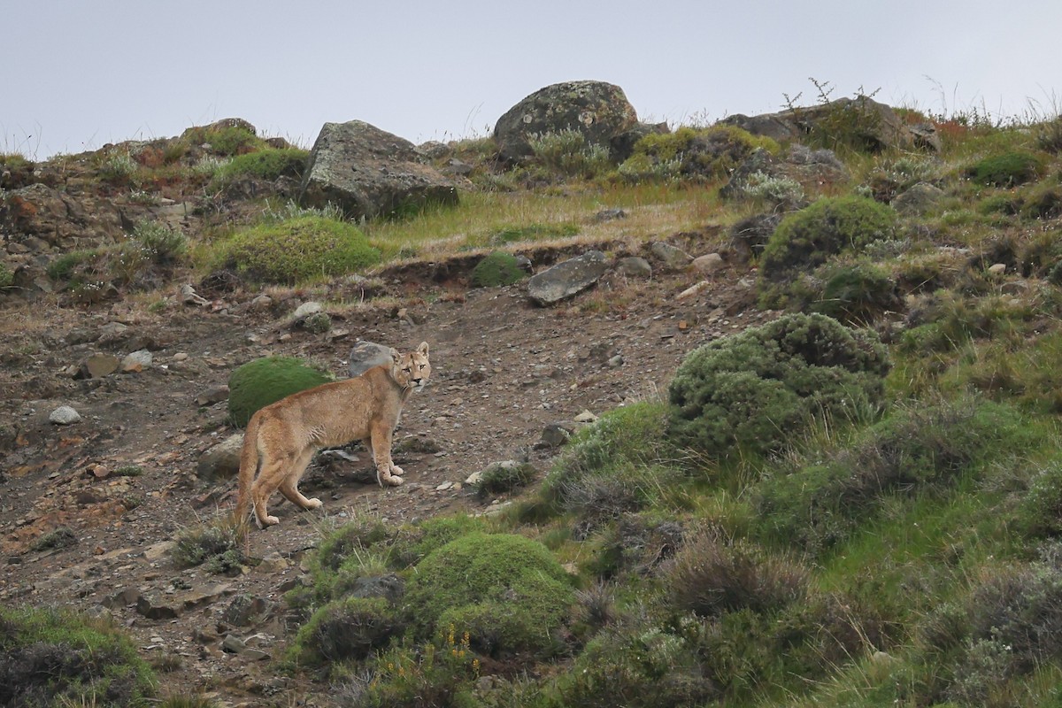 Animals - ML646111632