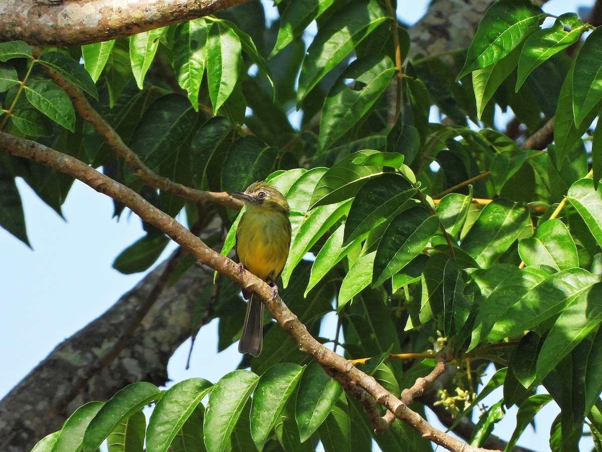 Yellow-olive Flatbill - ML646111633