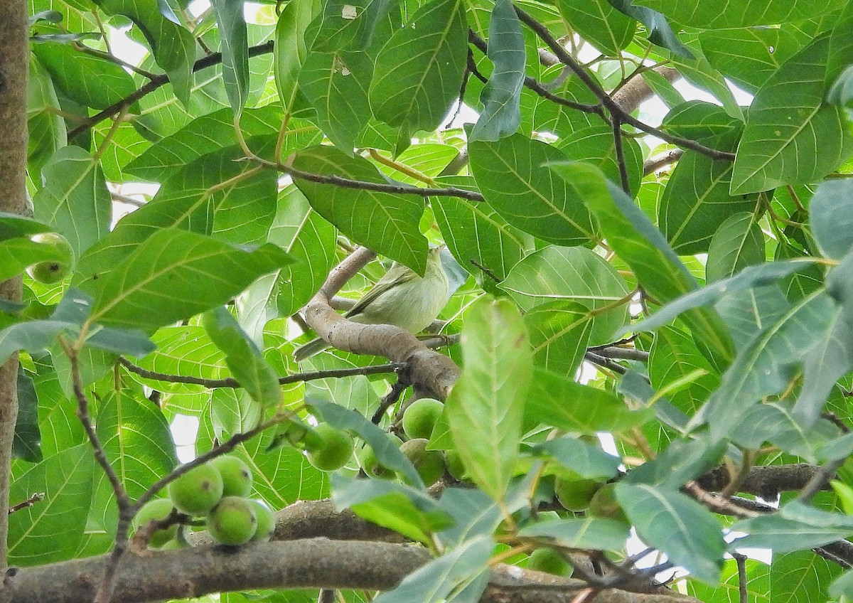 暗綠柳鶯 - ML646111634