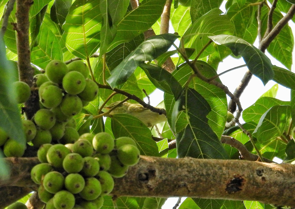 暗綠柳鶯 - ML646111635