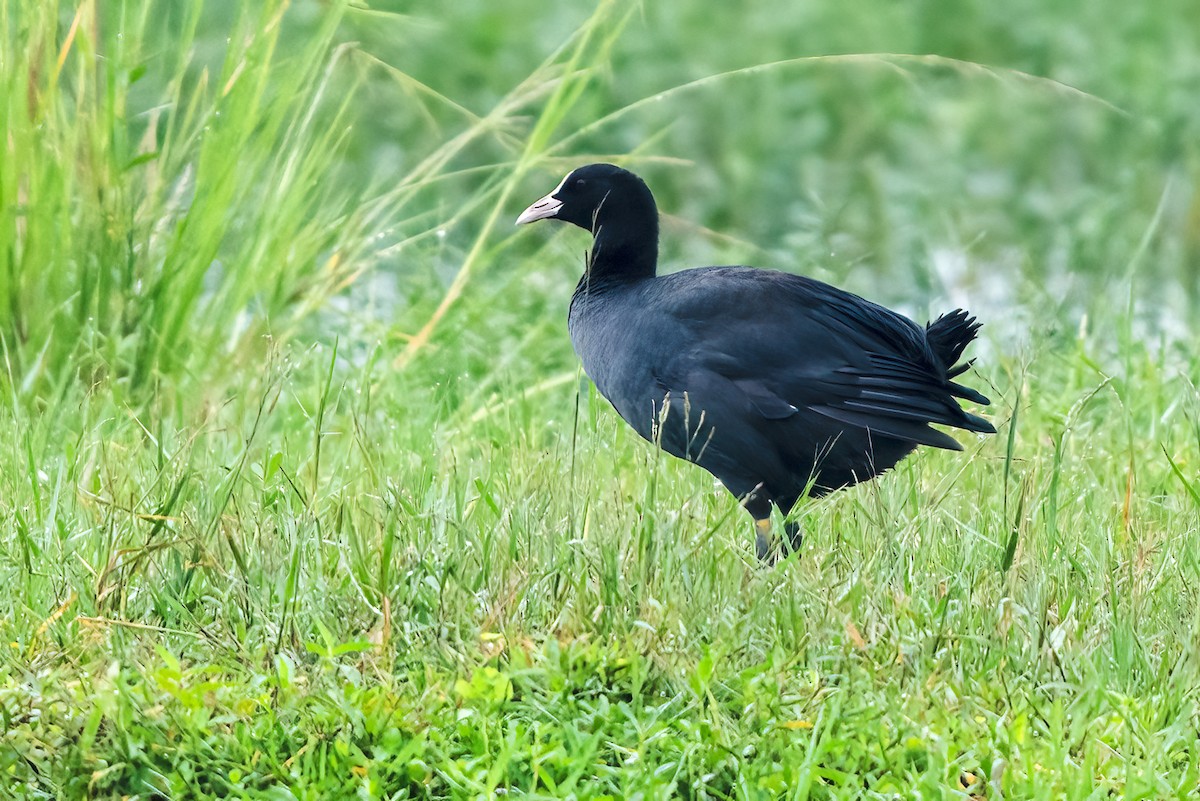 白冠雞 - ML646111636