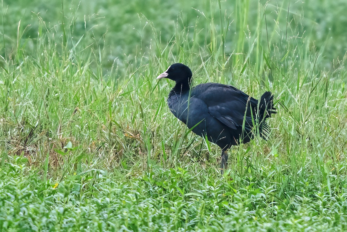 白冠雞 - ML646111637