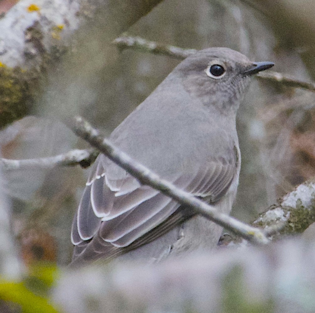 Townsend's Solitaire - ML646111638