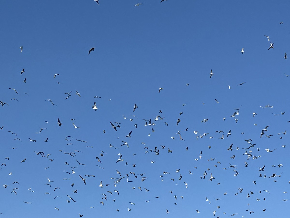 鷗亞科 - ML646111639