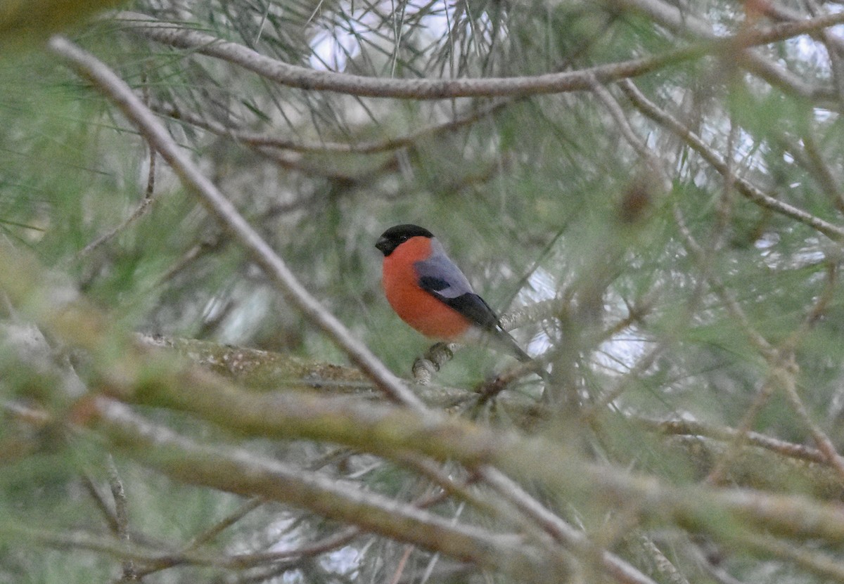 歐亞鷽 - ML646111640